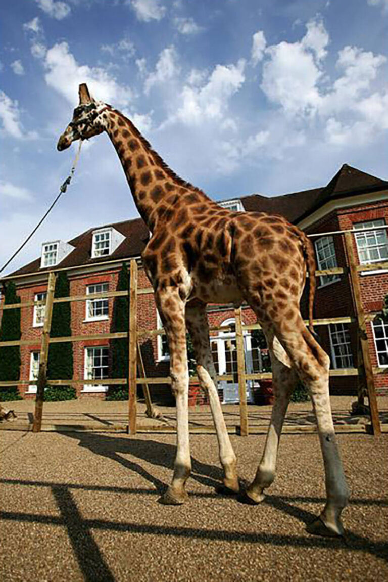 Giraffes at Elton John's African themed White Tie & Tiara Ball