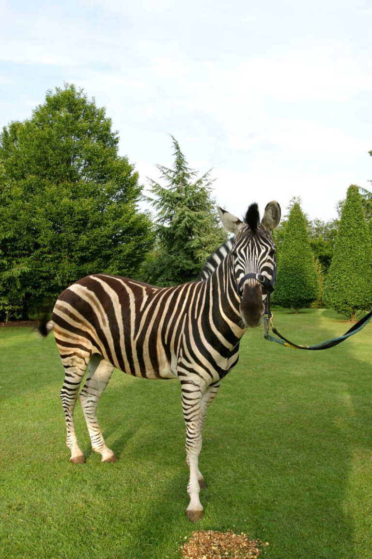 Zebra's roam the grounds at Elton John's African themed White Tie & Tiara Ball
